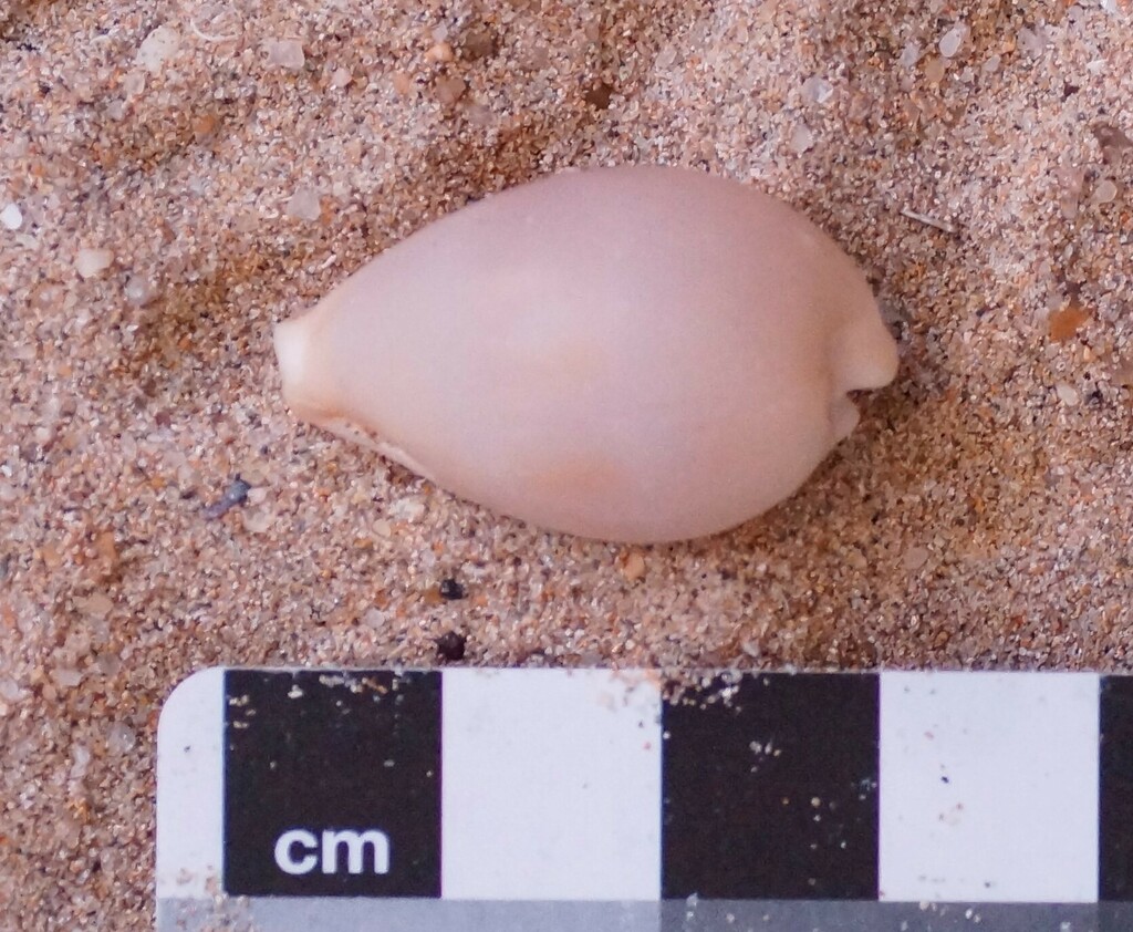 Erronea pyriformis