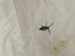 Kytorhinus quadriplagiatus