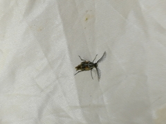 Kytorhinus quadriplagiatus