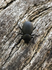 Eleodes parvicollis