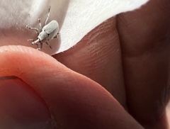 Trichobaris compacta