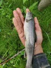 Salvelinus malma
