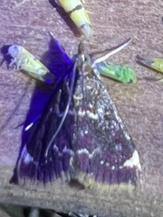 Pyrausta inveterascalis