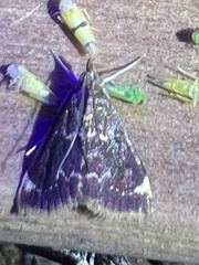 Pyrausta inveterascalis