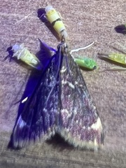 Pyrausta inveterascalis