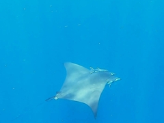 Mobula tarapacana