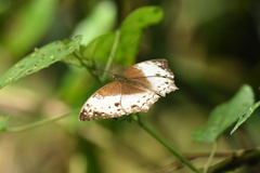 Harma theobene superna