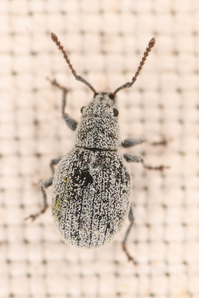 Carr's Broad-nosed Weevil