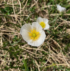 Ranunculus pyrenaeus