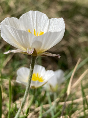 Ranunculus pyrenaeus