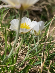 Ranunculus pyrenaeus