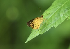 Ceratrichia semlikensis