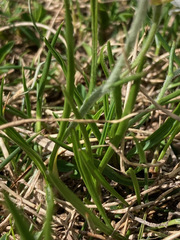 Ranunculus pyrenaeus