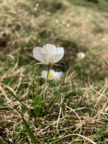 Image of Ranunculus pyrenaeus by (c) Fabien Anthelme, some rights reserved (CC BY-SA)
