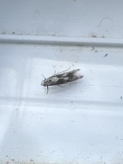 Blastodacna hellerella