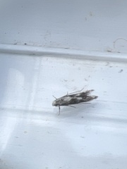 Blastodacna hellerella