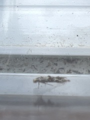 Blastodacna hellerella