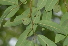 Annona dolabripetala