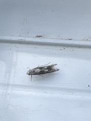 Blastodacna hellerella