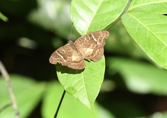 Euriphene saphirina