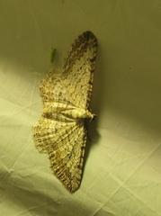 Horisme calligraphata