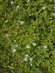 Veronica filiformis
