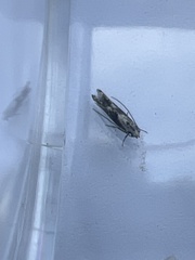 Blastodacna hellerella