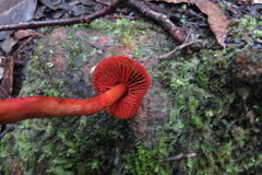 Cortinarius kula