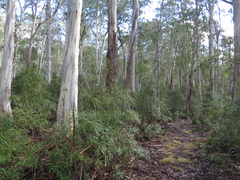 Eucalyptus dalrympleana