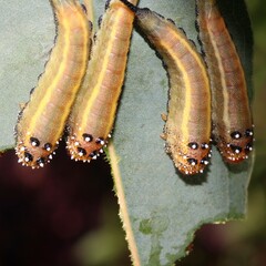 Lophyrotoma interrupta