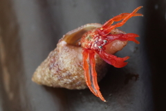 Pagurus hartae