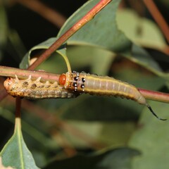 Lophyrotoma interrupta