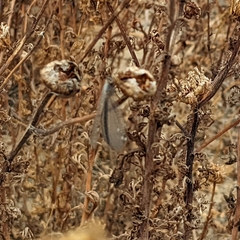 Macronemurus