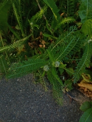 Achillea millefolium