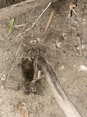 Emydoidea blandingii