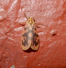 Miltochrista rubricosa