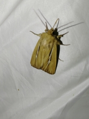 Mythimna anderreggii