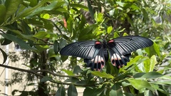 Papilio memnon thunbergii