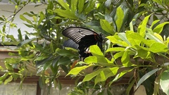 Papilio memnon thunbergii