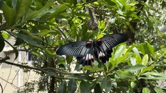 Papilio memnon thunbergii