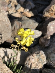 Erysimum perenne
