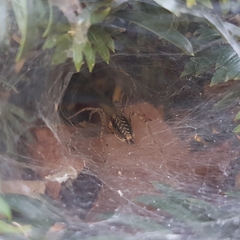 Agelena labyrinthica