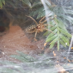 Agelena labyrinthica