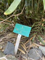 Zamia portoricensis