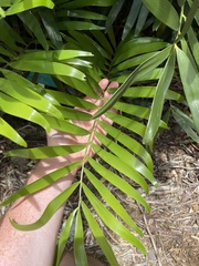 Zamia portoricensis