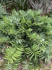 Zamia portoricensis