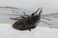 Sphragisticus nebulosus