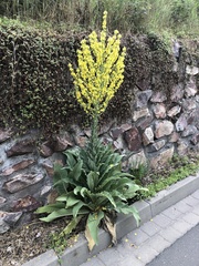 Verbascum