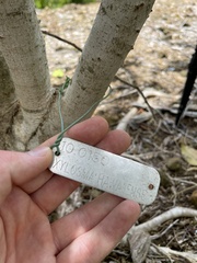 Xylosma hawaiensis