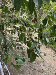 Xylosma hawaiensis